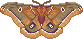 Polyphemus moth